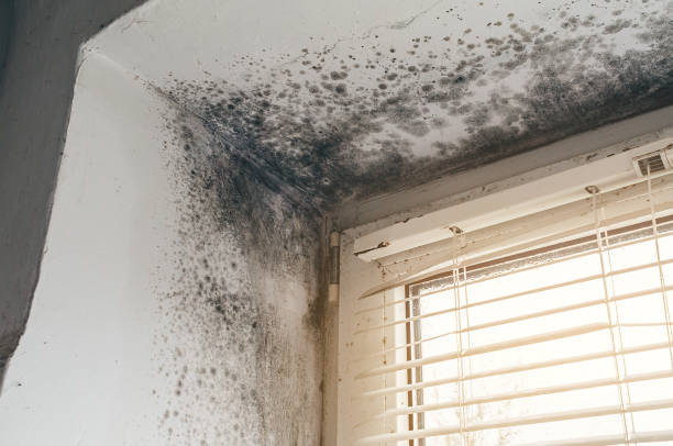 Trusted Black Mold Removal service in Midland, TX - Cheap Mold Removal